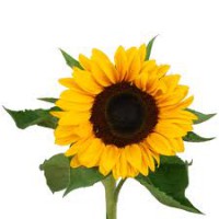 Girasol o Rosa